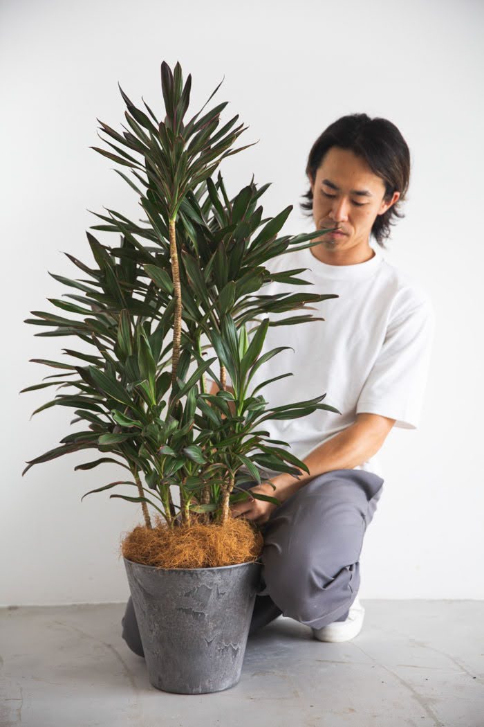 観葉植物 コルジリネサンゴ（8号鉢）の写真3枚目