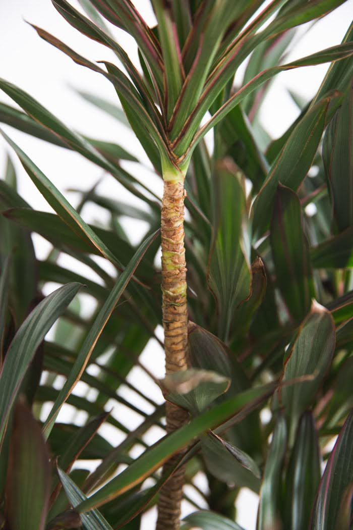 観葉植物 コルジリネサンゴ（8号鉢）の写真5枚目