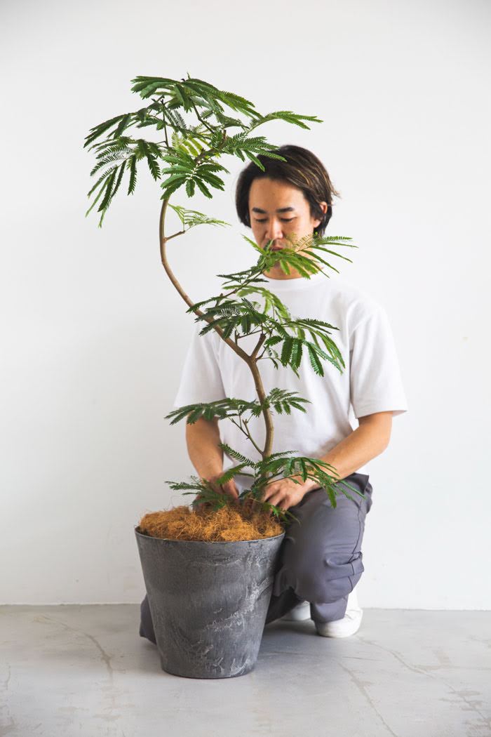 観葉植物 エバーフレッシュ（8号鉢）の写真3枚目