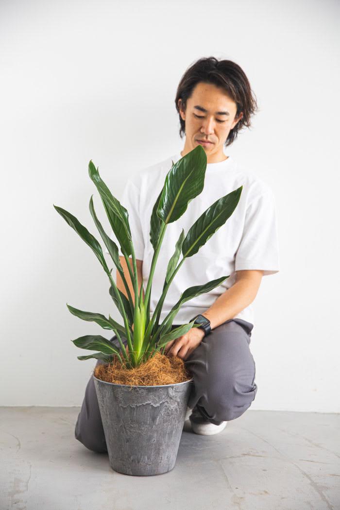 観葉植物 ストレリチアレギネ（8号鉢）の写真4枚目