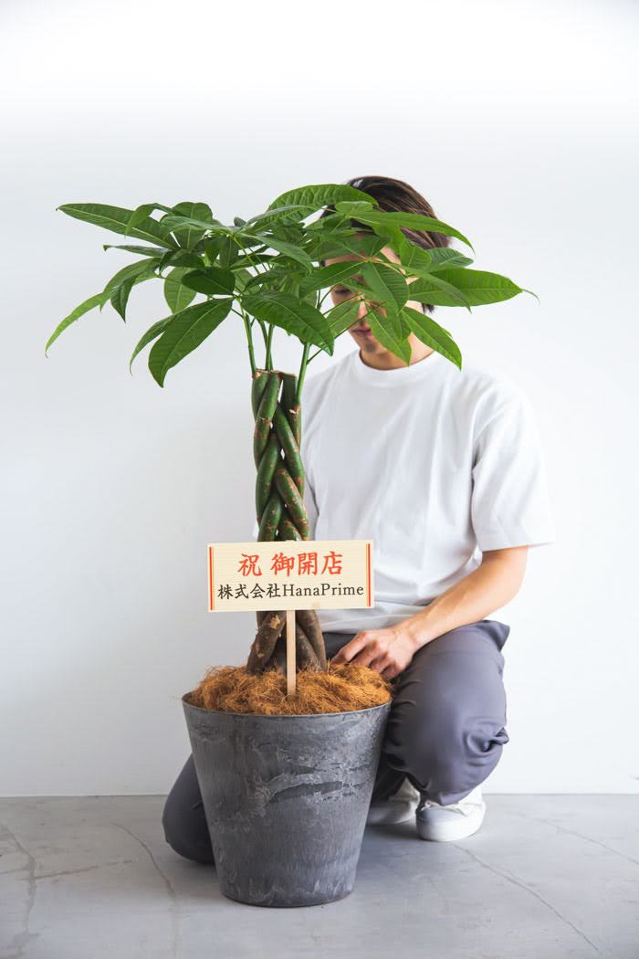 観葉植物  パキラ（8号鉢）の写真4枚目