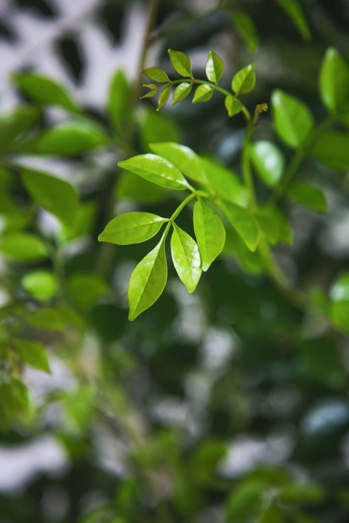 観葉植物 シマトネリコ（10号鉢）の写真4枚目