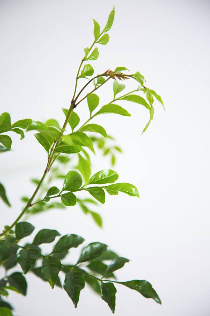 観葉植物 シマトネリコ（10号鉢）の写真6枚目