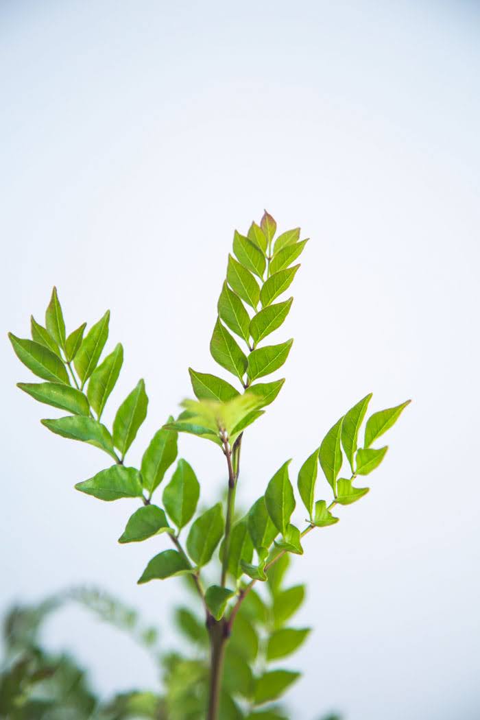 観葉植物 シマトネリコ（8号鉢）の写真4枚目