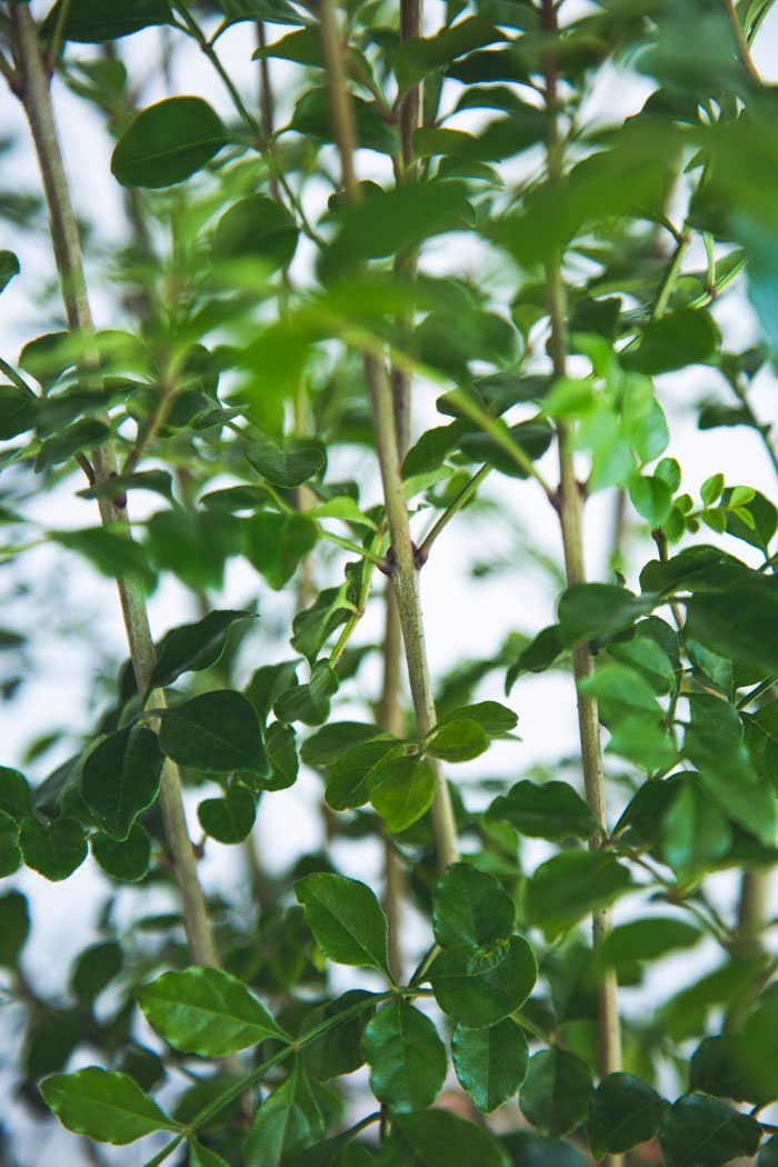 観葉植物 シマトネリコ（8号鉢）の写真6枚目