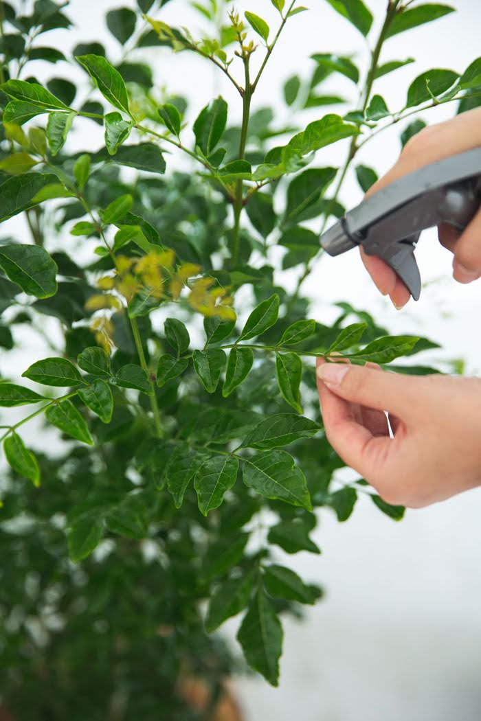 観葉植物 シマトネリコ（8号鉢）の写真7枚目