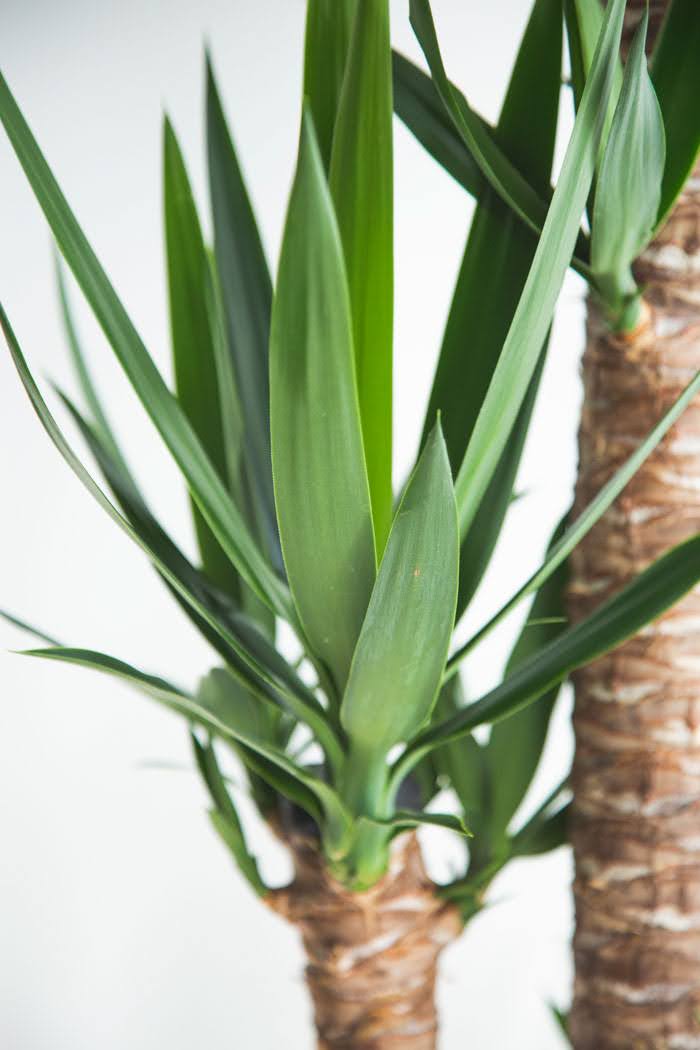 観葉植物 青年の木 ユッカ（10号鉢）の写真6枚目