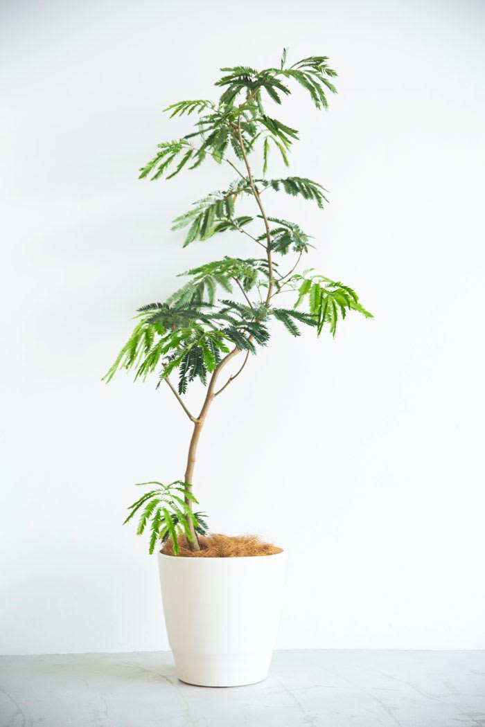 観葉植物 エバーフレッシュ（10号鉢）