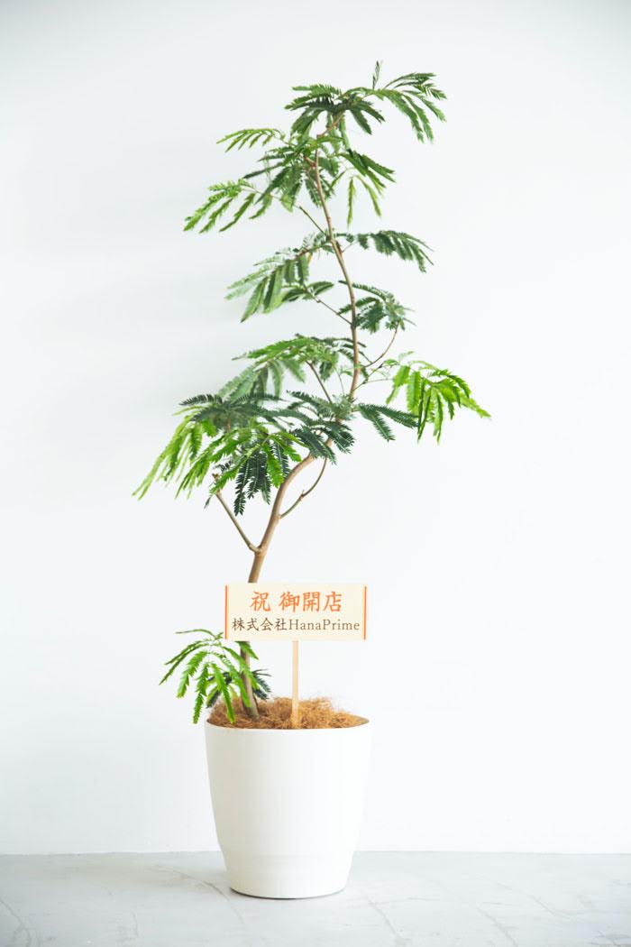 観葉植物 エバーフレッシュ（10号鉢）の写真2枚目