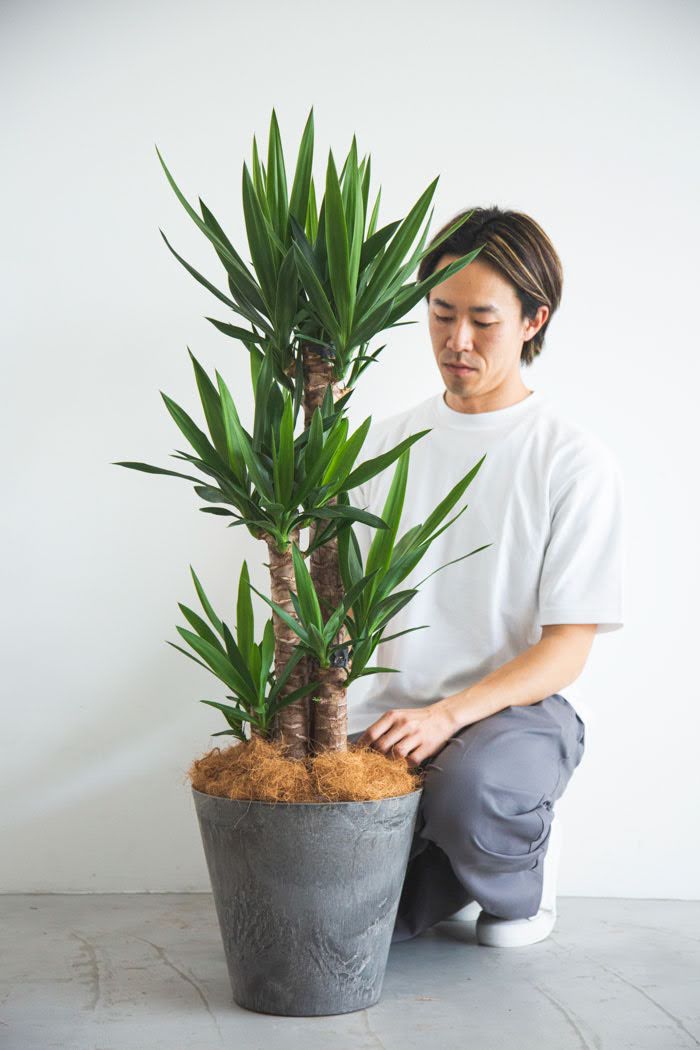 観葉植物  青年の木 ユッカ（8号鉢）の写真4枚目