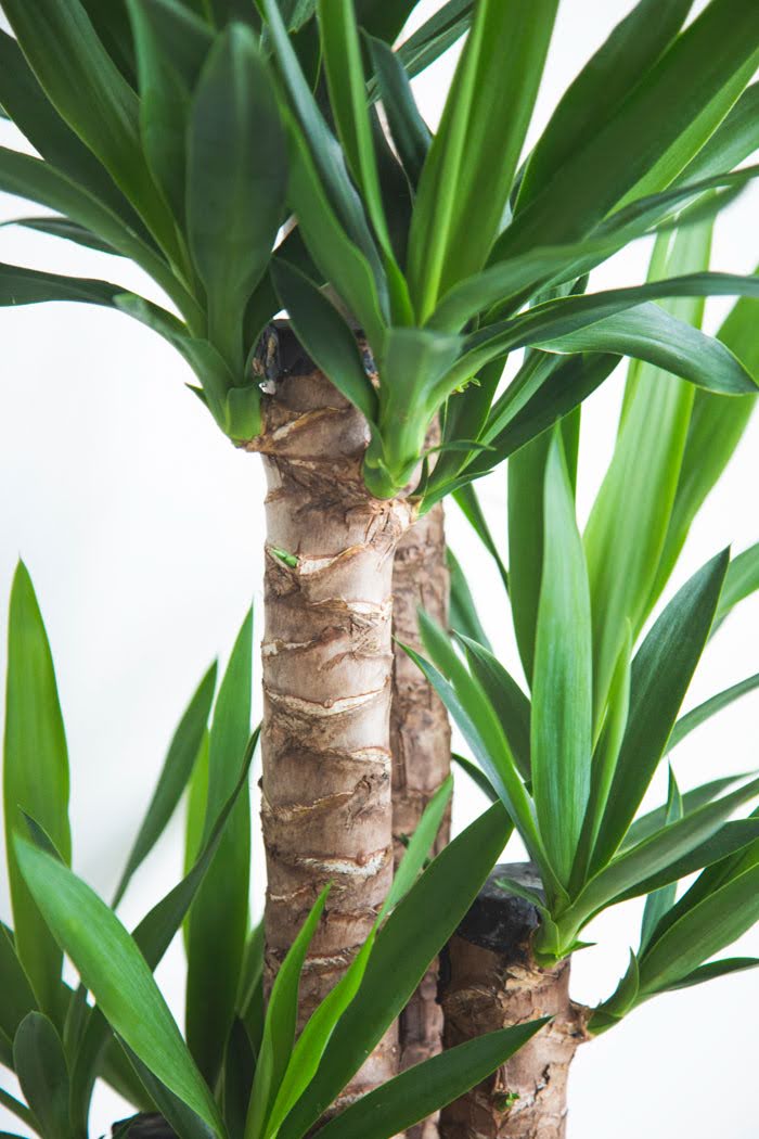 観葉植物  青年の木 ユッカ（8号鉢）の写真6枚目