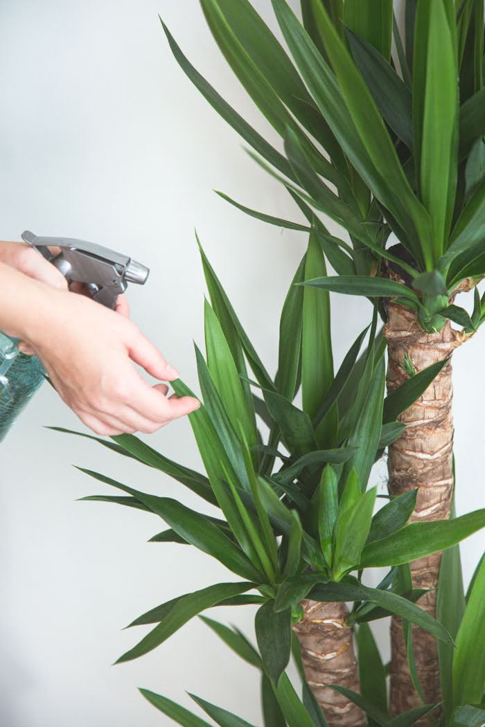 観葉植物  青年の木 ユッカ（8号鉢）の写真7枚目