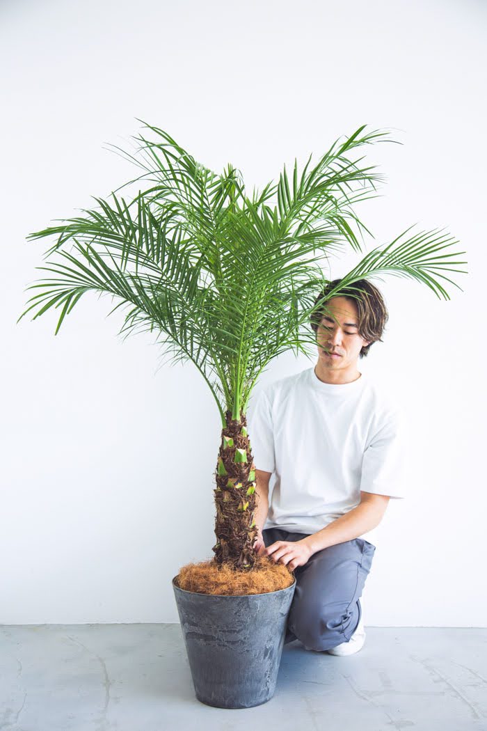 観葉植物 フェニックスロベレニー（8号鉢）の写真3枚目