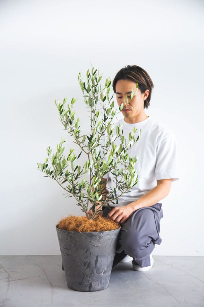 観葉植物 オリーブの木（8号鉢）の写真3枚目