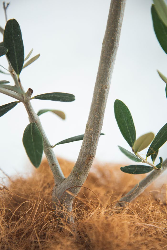 観葉植物 オリーブの木（8号鉢）の写真8枚目