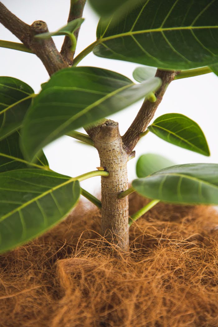 観葉植物 フィカス アルテシマ Sサイズ（8号鉢）の写真5枚目