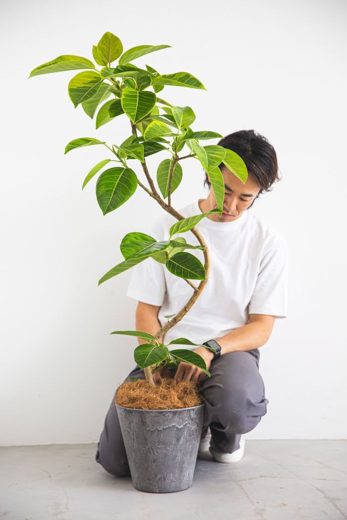 観葉植物 フィカス アルテシマ 曲がり（8号鉢）の写真3枚目