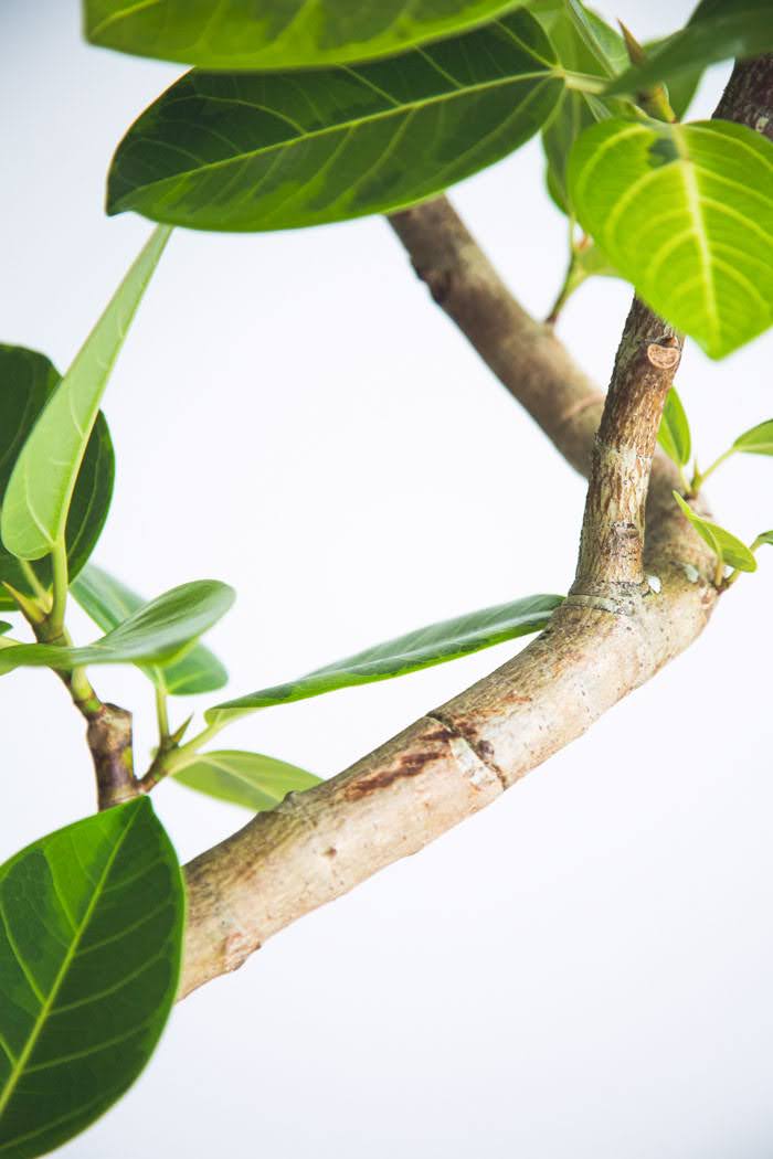 観葉植物 フィカス アルテシマ 曲がり（8号鉢）の写真7枚目