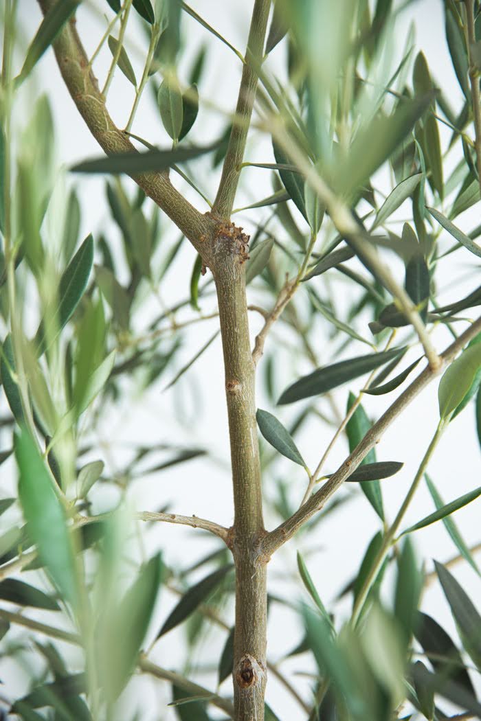 観葉植物 オリーブの木（10号鉢）の写真6枚目