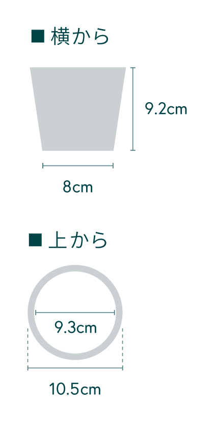 【クリアプランツ】オキシカルジューム・ブラジル Table-S