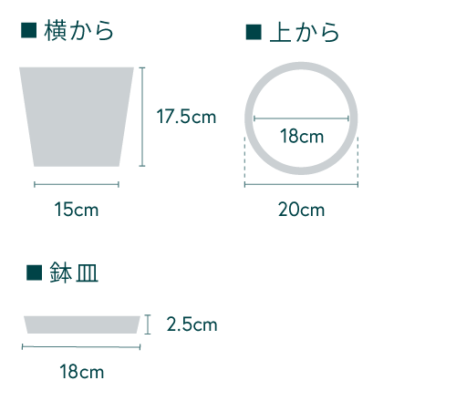 フィカス・アルテシマ S