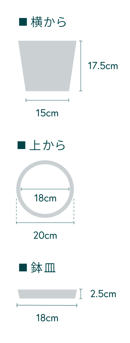 フィカス・ウンベラータ S