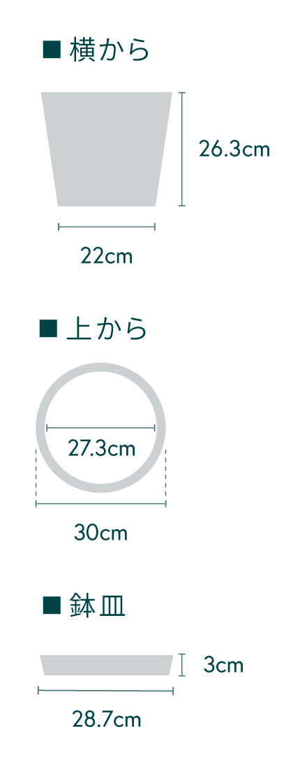 フィカス・リラータ・バンビーノ まがり L