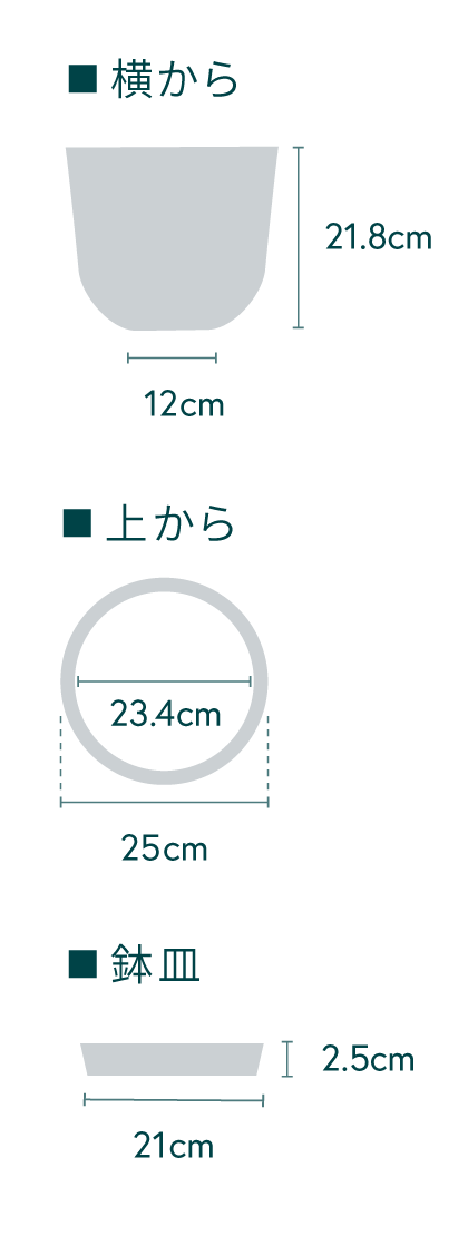 ドラセナ・デレメンシス・コンパクタ  M