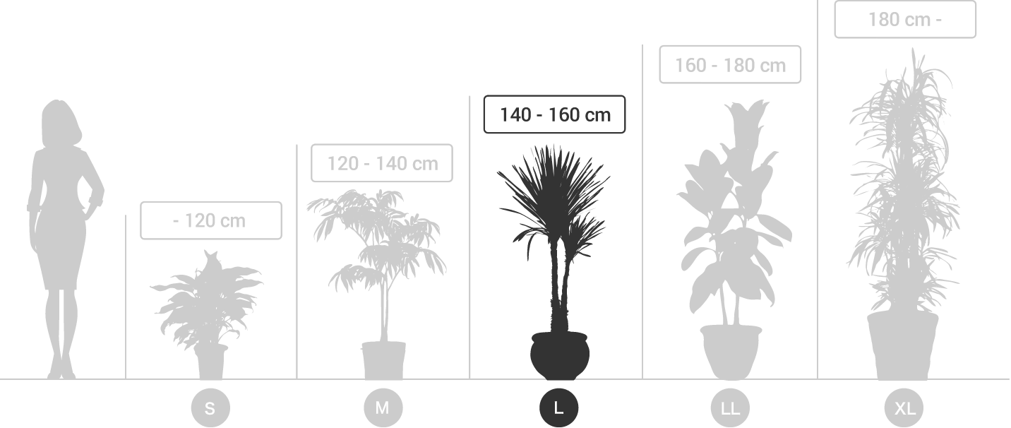 サイズ観葉植物（サイズL）