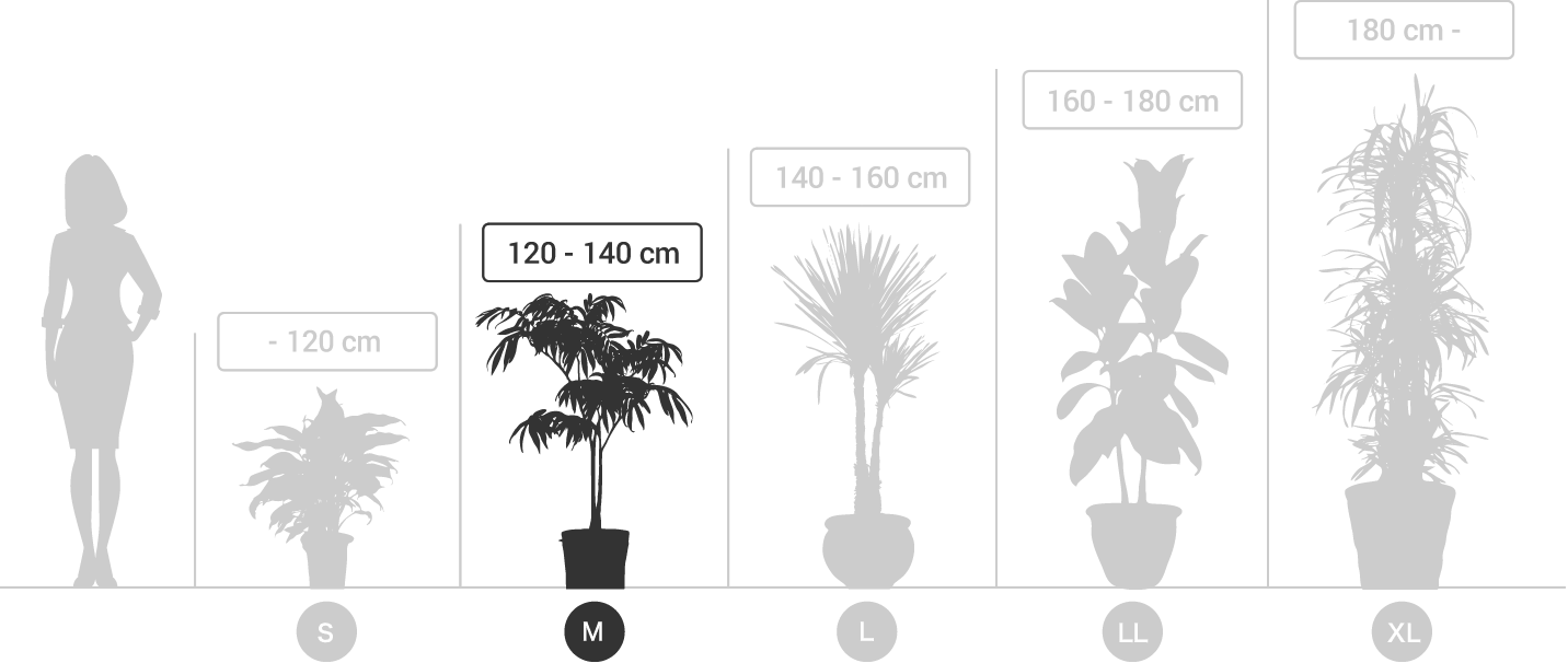 サイズ観葉植物（サイズM）