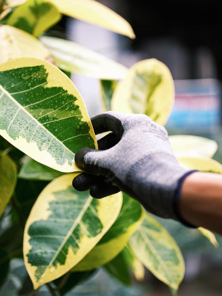 tet. workers gloves