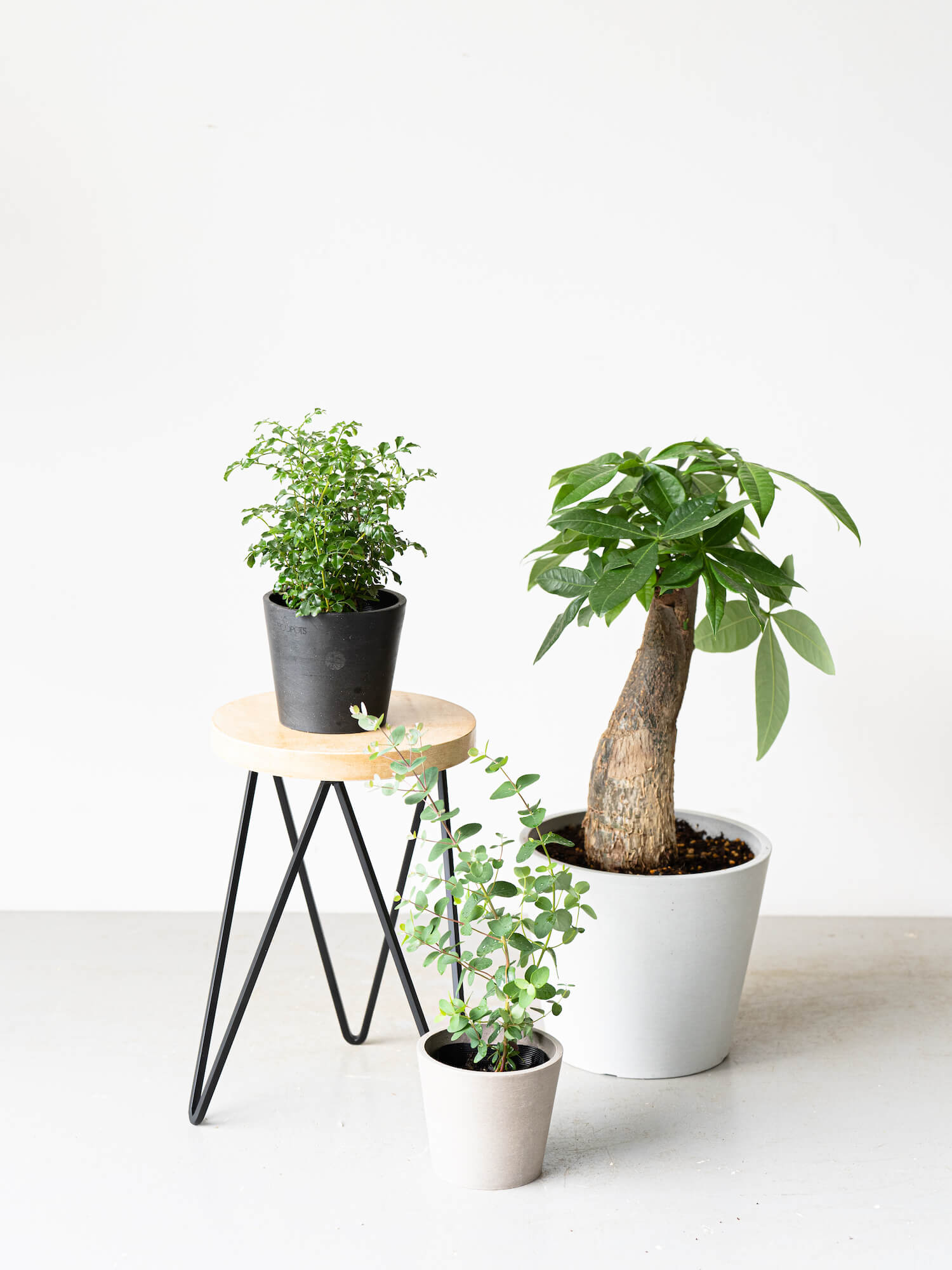 Plant Stand Iron - S