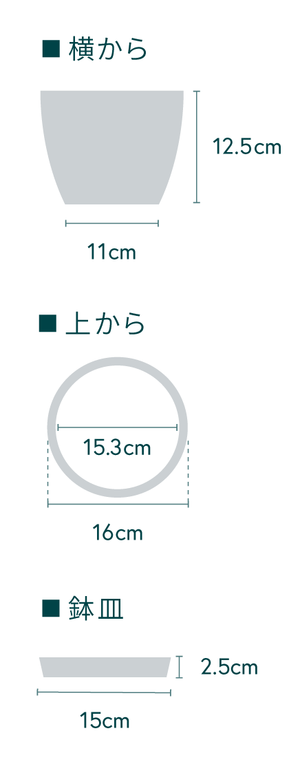 フィカス・スイートハート Table-L